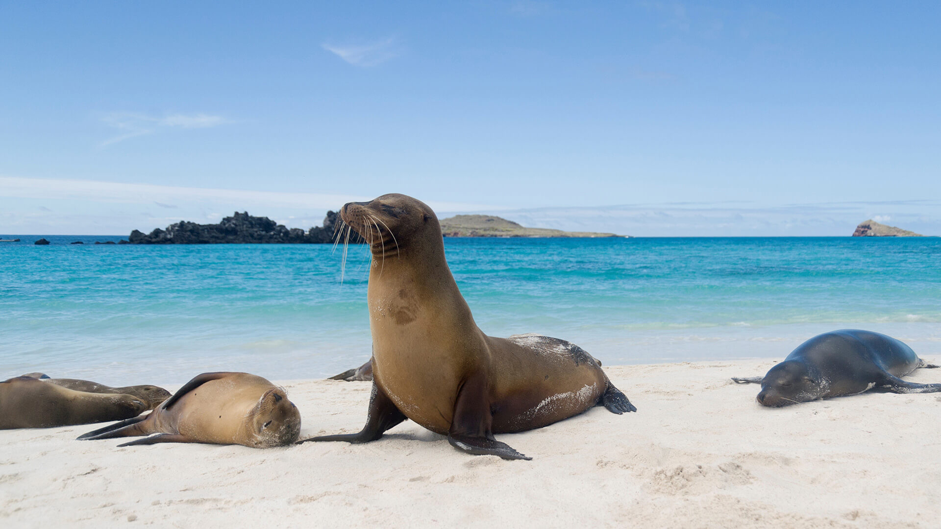 Highlights Of Quito & Galapagos Islands