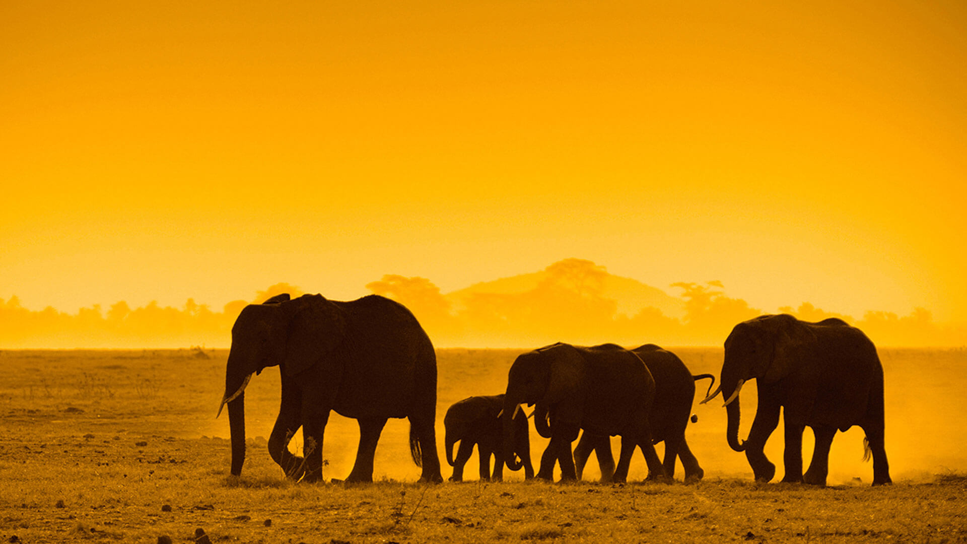 Classic Kenya Safari