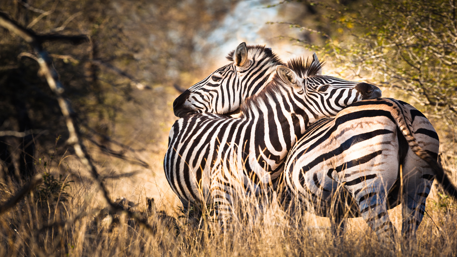 Best of South Africa
