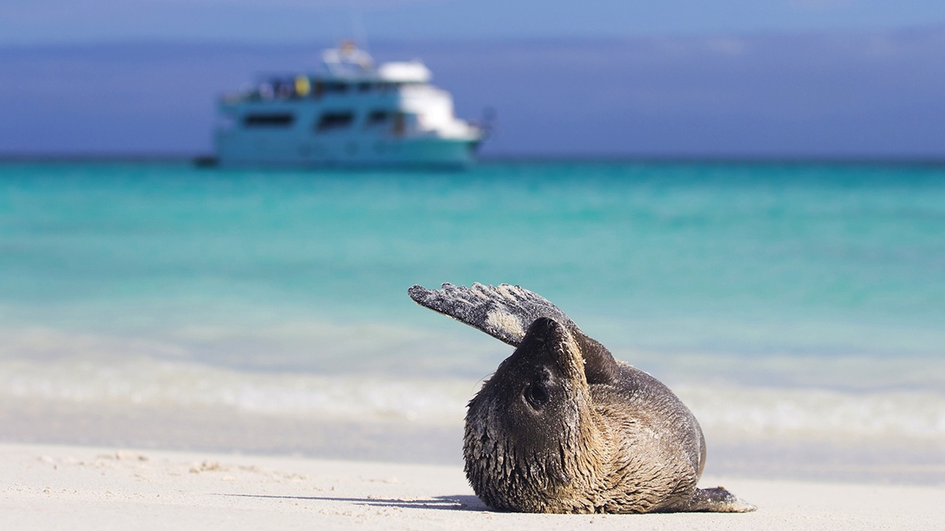 Highlights of Quito & Galapagos Cruise