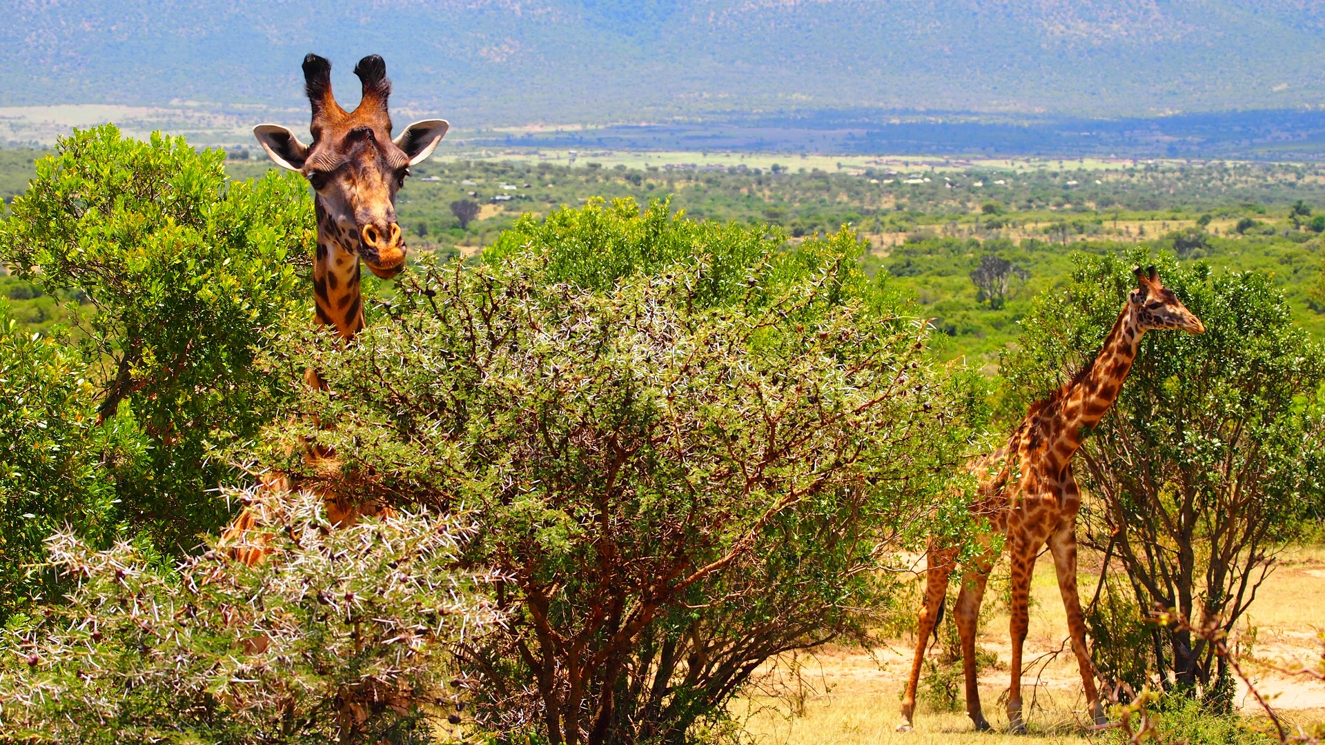 Essential Kenya Safari