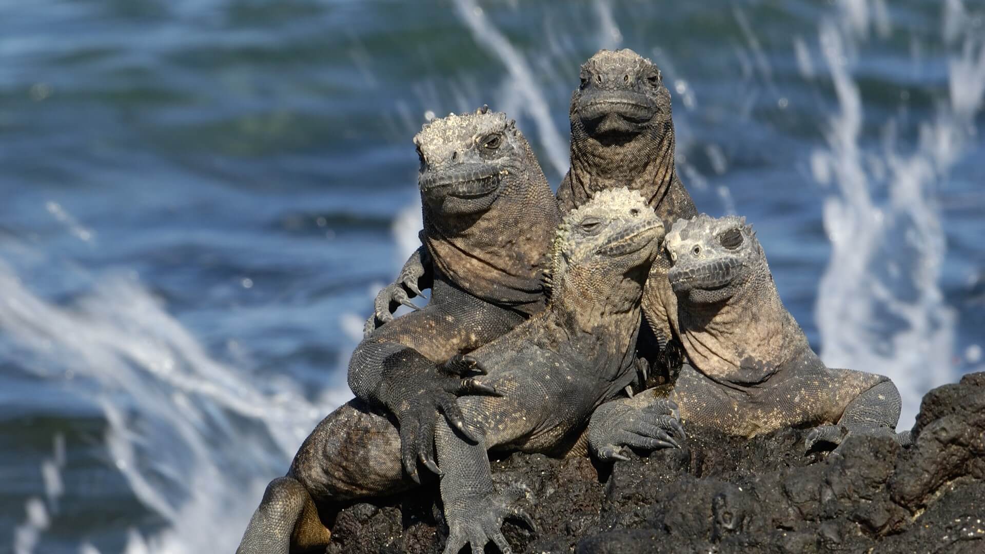 Essential Quito and Galapagos
